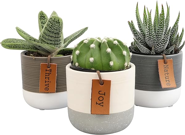 LoLite Live Succulent Set 3-Pack